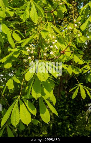 Rosskastanienblätter und Blumen im Frühling. Stockfoto