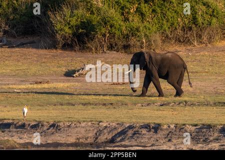 Teleaufnahmen eines afrikanischen Elefanten, der am Ufer des chobe Flusses, Botsuana, entlang läuft Stockfoto