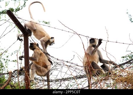 Pushkar, Indien. 19. April 2023. Am 20. April 2023 befindet sich in Pushkar im indischen Bundesstaat Rajasthan ein Affe der grauen Langur auf einem Zaun mit Stacheldraht. Foto von ABACAPRESS.COM Gutschein: Abaca Press/Alamy Live News Stockfoto