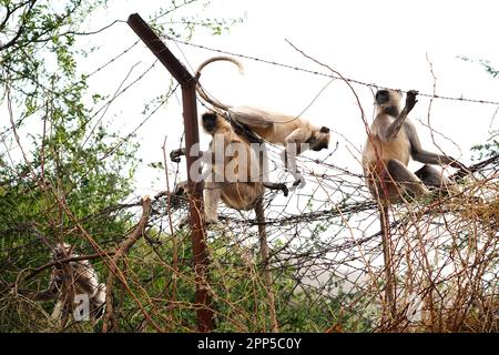 Pushkar, Indien. 19. April 2023. Am 20. April 2023 befindet sich in Pushkar im indischen Bundesstaat Rajasthan ein Affe der grauen Langur auf einem Zaun mit Stacheldraht. Foto von ABACAPRESS.COM Gutschein: Abaca Press/Alamy Live News Stockfoto