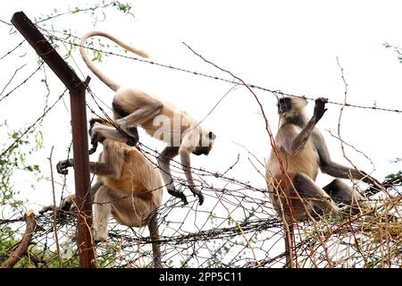 Pushkar, Indien. 19. April 2023. Am 20. April 2023 befindet sich in Pushkar im indischen Bundesstaat Rajasthan ein Affe der grauen Langur auf einem Zaun mit Stacheldraht. Foto von ABACAPRESS.COM Gutschein: Abaca Press/Alamy Live News Stockfoto