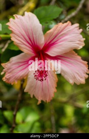Dieses fesselnde Foto zeigt die komplizierte und zarte Schönheit einer einzelnen Blume, ihre perfekt geformten und exquisiten Details. Die Stockfoto