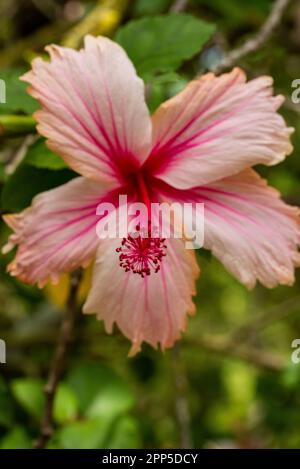 Dieses fesselnde Foto zeigt die komplizierte und zarte Schönheit einer einzelnen Blume, ihre perfekt geformten und exquisiten Details. Die Stockfoto