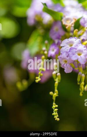 Dieses fesselnde Foto zeigt die komplizierte und zarte Schönheit einer einzelnen Blume, ihre perfekt geformten und exquisiten Details. Die Stockfoto
