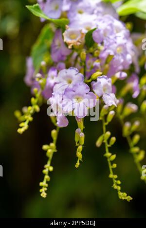 Dieses fesselnde Foto zeigt die komplizierte und zarte Schönheit einer einzelnen Blume, ihre perfekt geformten und exquisiten Details. Die Stockfoto