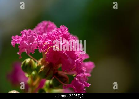 Dieses fesselnde Foto zeigt die komplizierte und zarte Schönheit einer einzelnen Blume, ihre perfekt geformten und exquisiten Details. Die Stockfoto