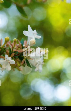 Dieses fesselnde Foto zeigt die komplizierte und zarte Schönheit einer einzelnen Blume, ihre perfekt geformten und exquisiten Details. Die Stockfoto
