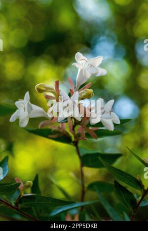 Dieses fesselnde Foto zeigt die komplizierte und zarte Schönheit einer einzelnen Blume, ihre perfekt geformten und exquisiten Details. Die Stockfoto