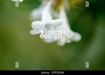 Dieses fesselnde Foto zeigt die komplizierte und zarte Schönheit einer einzelnen Blume, ihre perfekt geformten und exquisiten Details. Die Stockfoto