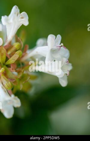 Dieses fesselnde Foto zeigt die komplizierte und zarte Schönheit einer einzelnen Blume, ihre perfekt geformten und exquisiten Details. Die Stockfoto