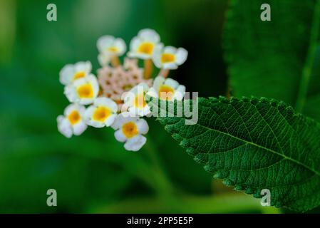 Dieses fesselnde Foto zeigt die komplizierte und zarte Schönheit einer einzelnen Blume, ihre perfekt geformten und exquisiten Details. Die Stockfoto