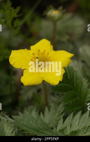 Natürliche vertikale Nahaufnahme eines gewöhnlichen Silbergras oder Silbercinquefoil, Potentilla anserina mit gelben Blüten Stockfoto