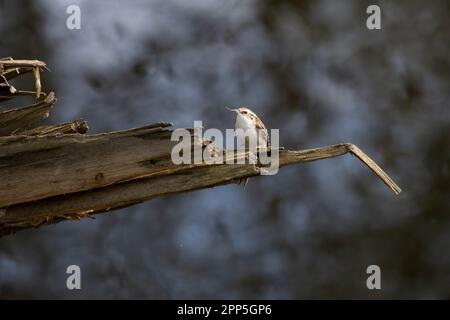 Kleine Baumkrebsvogel Certhia familiaris mit markantem gebogenem Schirm, der während der Nistsaison auf einem gebrochenen Ast mit diffusem Hintergrund sitzt Stockfoto