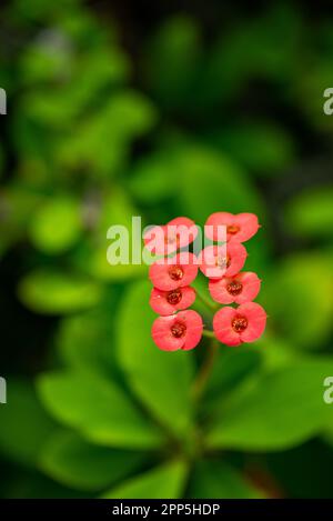 Dieses fesselnde Foto zeigt die komplizierte und zarte Schönheit einer einzelnen Blume, ihre perfekt geformten und exquisiten Details. Die Stockfoto