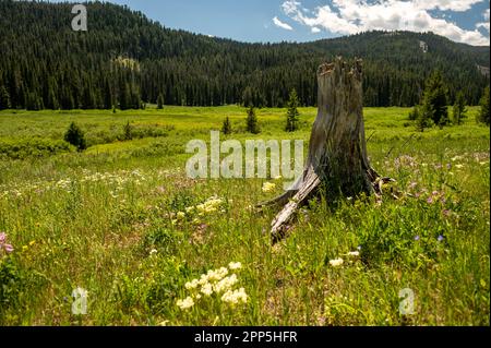 Old Tree Stump und Wild Flowers am Bacon Rind Creek im Yellowstone-Nationalpark Stockfoto