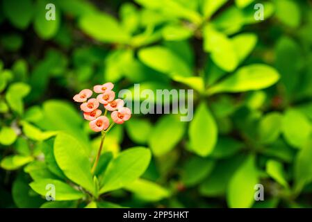 Dieses fesselnde Foto zeigt die komplizierte und zarte Schönheit einer einzelnen Blume, ihre perfekt geformten und exquisiten Details. Die Stockfoto