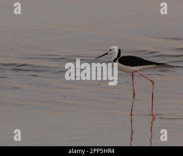 Ein schwarzer Flügel, isoliert, auf der Suche nach Nahrung in einem See Stockfoto