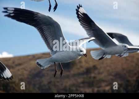 Möwen folgen einem Boot und überqueren die Straße von Tiquina, Bolivien Stockfoto