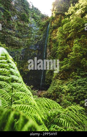 Beschreibung: Landschaftlich reizvoller, überwachsener Wasserfall im Madeiranischen Regenwald mit Farnen im Vordergrund. Levada Caldeirão Verde, Insel Madeira, Portugal, Stockfoto