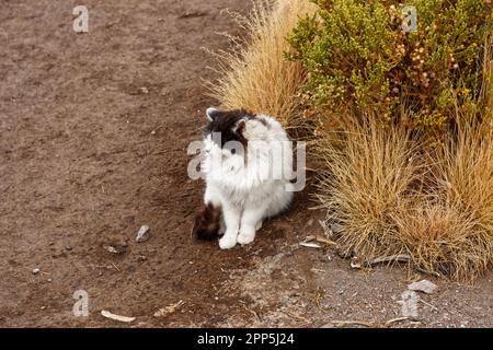 Eine einsame Katze in der Nähe von Laguna Cañapa, Departement Potosí, Bolivien Stockfoto