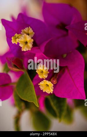 Dieses fesselnde Foto zeigt die komplizierte und zarte Schönheit einer einzelnen Blume, ihre perfekt geformten und exquisiten Details. Die Stockfoto