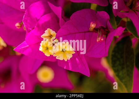 Dieses fesselnde Foto zeigt die komplizierte und zarte Schönheit einer einzelnen Blume, ihre perfekt geformten und exquisiten Details. Die Stockfoto