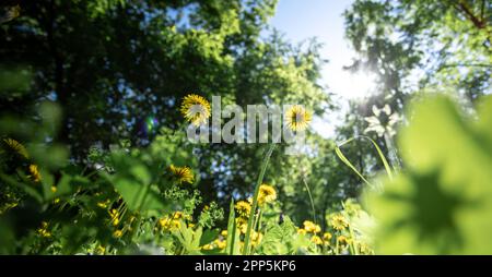 Gelbe Löwenzahn, die nach Sonne greifen. Banner. Sonnenbeleuchtete Morgenwiese mit Löwenzahn gegen die Sonne, die über grüne Bäume scheint. Selektiver Fokus auf Blütenkopf Stockfoto