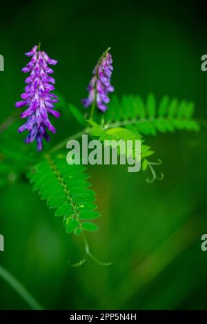 Dieses fesselnde Foto zeigt die komplizierte und zarte Schönheit einer einzelnen Blume, ihre perfekt geformten und exquisiten Details. Die Stockfoto