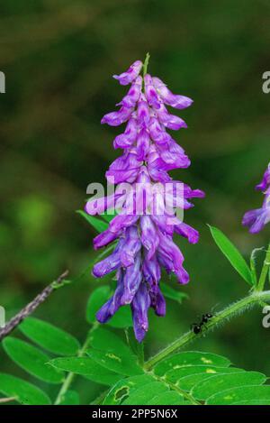 Dieses fesselnde Foto zeigt die komplizierte und zarte Schönheit einer einzelnen Blume, ihre perfekt geformten und exquisiten Details. Die Stockfoto