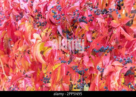 Abstrakter Herbsthintergrund in Rot, Pink und Orange. Bunten Virginia Creeper Weinblätter an der Wand Stockfoto