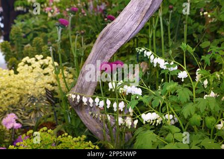 Harrogate, North Yorkshire, Großbritannien. 22. April 2022. Die Harrogate Spring Flower Show ist das erste große Ereignis im britischen Gartenkalender und richtet Großbritanniens größte Blumenausstellung und Blumenarrangements aus. Ein viertägiges Event, das jedes Jahr Tausende von Besuchern trotz des Wetters begrüßt. Bridget Catterall AlamyLiveNews Stockfoto