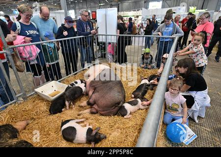 Brünn, Tschechische Republik. 22. April 2023. National Livestock Show, National Gamekeeping Show und International Fair for Livestock Production Animal Tech in Brünn, Tschechische Republik, 22. April 2023. Kredit: Vaclav Salek/CTK Photo/Alamy Live News Stockfoto