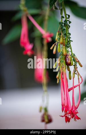 Dieses fesselnde Foto zeigt die komplizierte und zarte Schönheit einer einzelnen Blume, ihre perfekt geformten und exquisiten Details. Die Stockfoto