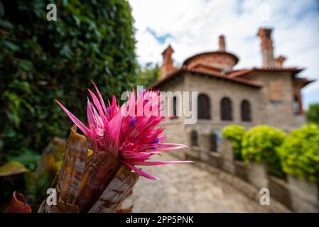 Dieses fesselnde Foto zeigt die komplizierte und zarte Schönheit einer einzelnen Blume, ihre perfekt geformten und exquisiten Details. Die Stockfoto