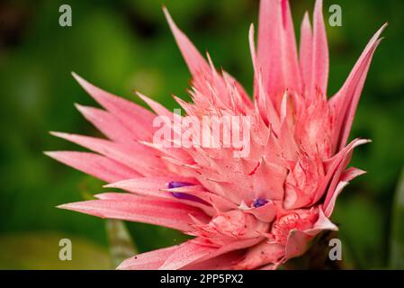 Dieses fesselnde Foto zeigt die komplizierte und zarte Schönheit einer einzelnen Blume, ihre perfekt geformten und exquisiten Details. Die Stockfoto