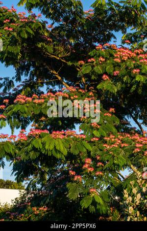 Dieses fesselnde Foto zeigt die komplizierte und zarte Schönheit einer einzelnen Blume, ihre perfekt geformten und exquisiten Details. Die Stockfoto