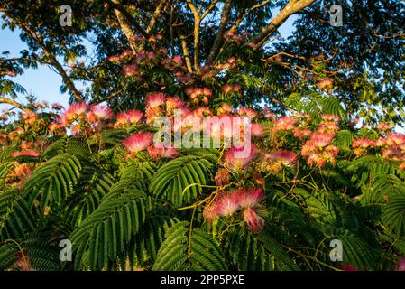 Dieses fesselnde Foto zeigt die komplizierte und zarte Schönheit einer einzelnen Blume, ihre perfekt geformten und exquisiten Details. Die Stockfoto