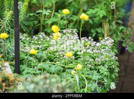 Harrogate, North Yorkshire, Großbritannien. 22. April 2022. Die Harrogate Spring Flower Show ist das erste große Ereignis im britischen Gartenkalender und richtet Großbritanniens größte Blumenausstellung und Blumenarrangements aus. Ein viertägiges Event, das jedes Jahr Tausende von Besuchern trotz des Wetters begrüßt. Bridget Catterall AlamyLiveNews Stockfoto