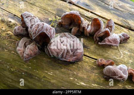 Judenohr oder Gelee-Ohr, Auricularia auricula-judae, Pilz, der auf dem Baumstamm wächst, Niederlande Stockfoto