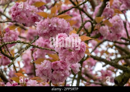 Japanische Kirsche, Prunus serrulata, rosa Blumen auf Bäumen im Frühling, Niederlande Stockfoto