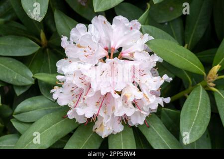 Rhododendron, helle rosa, fast weiße Blüten im Frühling, Niederlande Stockfoto