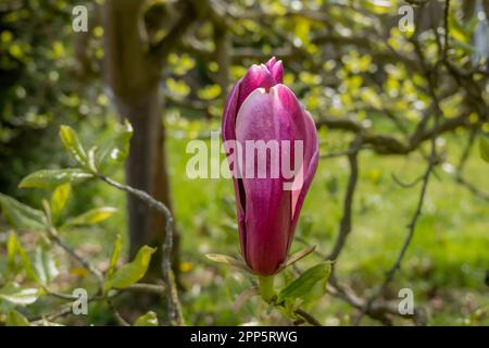 Lily Magnolia, Magnolia liliiflora Nigra, Single Dark Roze oder purpurrote Blütenknospe im Frühling, Niederlande Stockfoto