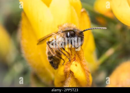 Eine frühe Hummelkönigin (Bombus pratorum), die ordentlich in der Mitte eines Löwenzahns ruht. Tunstall Hills, Sunderland, Großbritannien Stockfoto