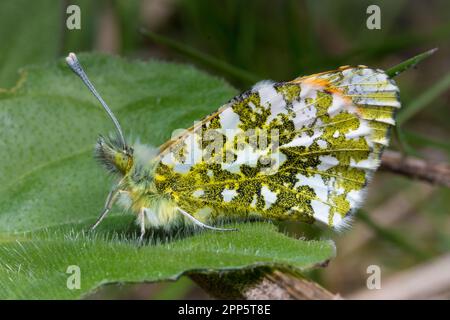 Ein orangefarbener Schmetterling (Anthocharis cardamines) im Ruhezustand. Am Strand von Hawthorn Hive, Country Durham. Stockfoto