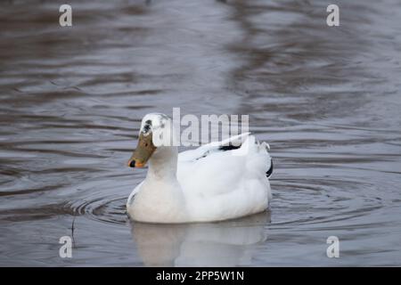 Eine seltene männliche leuzistische Mallard am Ufer des Ontariosees. Stockfoto