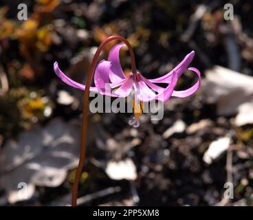 Erythronium Revolutum Knightshayes Pink Stockfoto