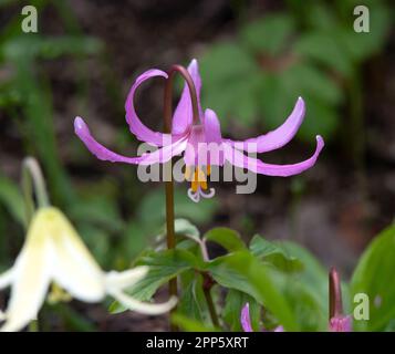 Erythronium Revolutum "Knightshayes Pink" Stockfoto