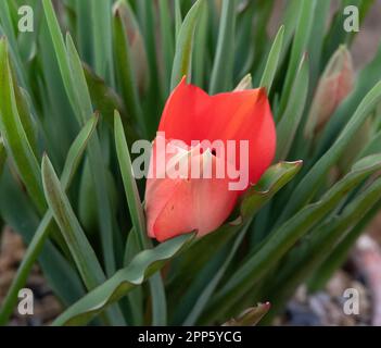 Tulipa linifolia Stockfoto