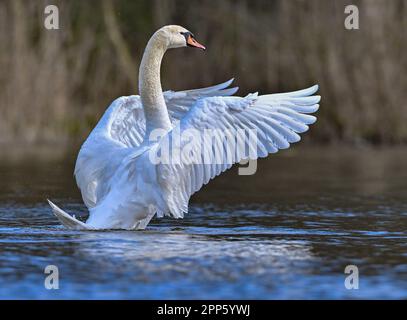 Kersdorf, Deutschland. 05. April 2023. Ein stummer Schwan (Cygnus-Farbe) breitet seine Flügel aus. Der stumme Schwan ist der größte einheimische Wasservogel und wächst 125 bis 160 cm lang. Das Gewicht kann bis zu 15 Kilogramm betragen. Kredit: Patrick Pleul/dpa/Alamy Live News Stockfoto