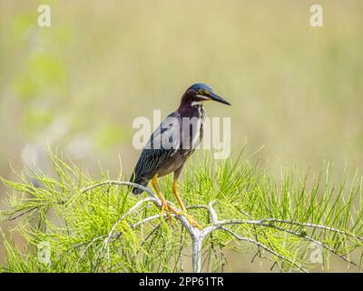 Little Green Heron im Everglades-Nationalpark im Süden Floridas, USA Stockfoto